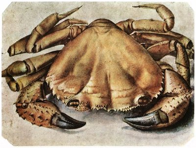 Crab by Albrecht Dürer